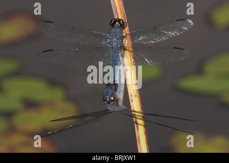 Libellula incesta vineuse (skimmer) Dragonfly - Paire d'accouplement Banque D'Images