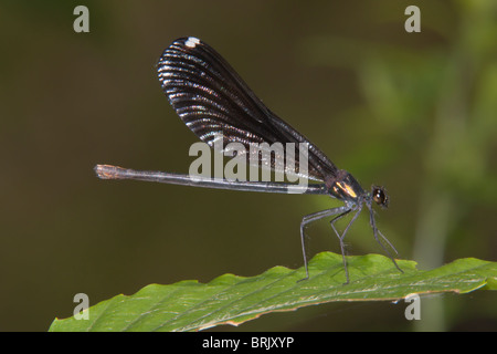 Une femme ébène Jewelwing (Calopteryx maculata) Perchoirs demoiselle sur une feuille. Banque D'Images