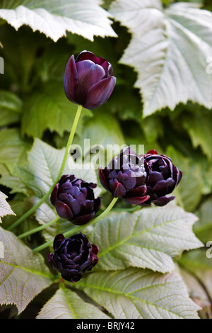 Tulipes violet noir Banque D'Images