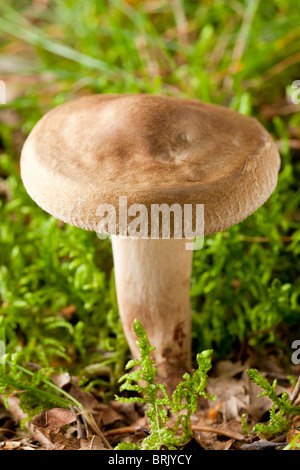 Jeune chêne milkcap de champignons (Lactarius quietus) Banque D'Images