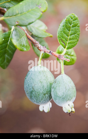 Fruit de l'feijoa Acca ou sollowiana Banque D'Images