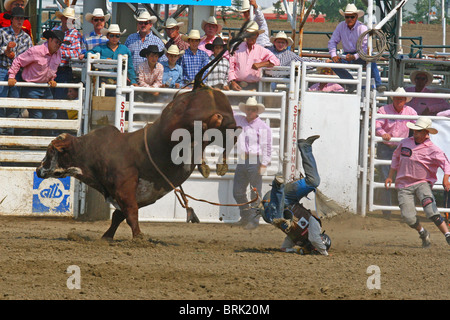 Rodeo, Alberta, Canada, la monte de taureau,. BULL RIDING. Cowboys mesureront ã rugueux et taureaux vicieux Banque D'Images