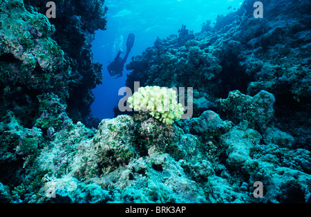 Un plongeur explore les coraux dans un canyon sous-marin dans un récif tropical Banque D'Images