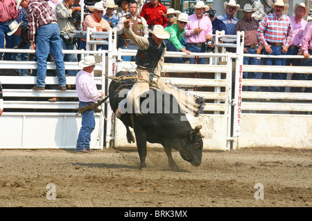 Rodeo, Alberta, Canada, la monte de taureau,. BULL RIDING. Cowboys mesureront ã rugueux et taureaux vicieux Banque D'Images