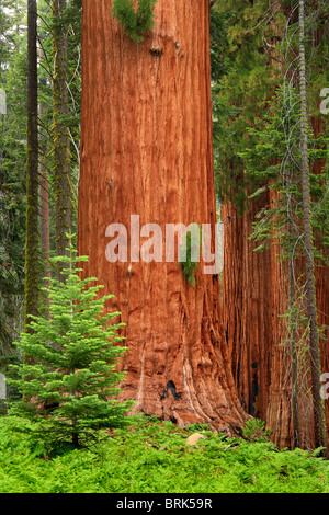 Séquoias Géants, ou Californie Redwoods, en séquoia et King Canyon National Park Banque D'Images