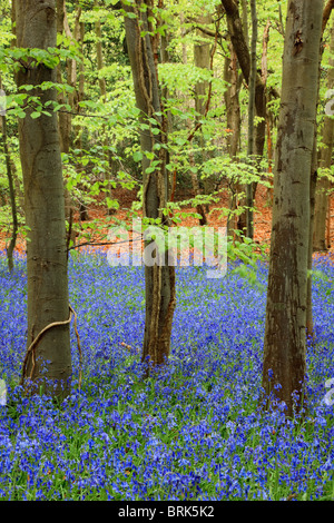 Wild Bluebell wood avec les jacinthes et les hêtres dans la saison du printemps de mai 2010. West Stoke, Chichester, West Sussex, Angleterre, Royaume-Uni, Angleterre Banque D'Images