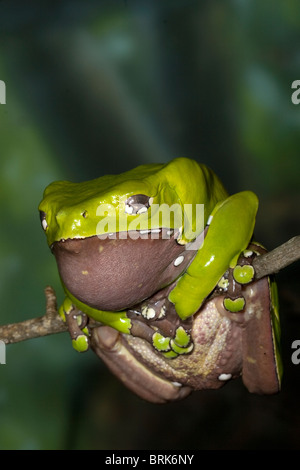 Grenouille singe cireuse géant, Phyllomedusa bicolor, Amazon Rainforest Banque D'Images