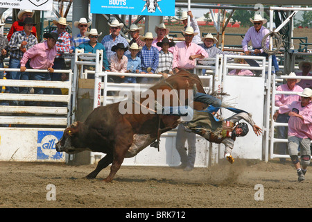 Rodeo, Alberta, Canada, la monte de taureau,. BULL RIDING. Cowboys mesureront ã rugueux et taureaux vicieux Banque D'Images