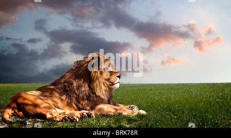 Puissant Lion reposant au coucher du soleil. La puissance de la nature. Banque D'Images