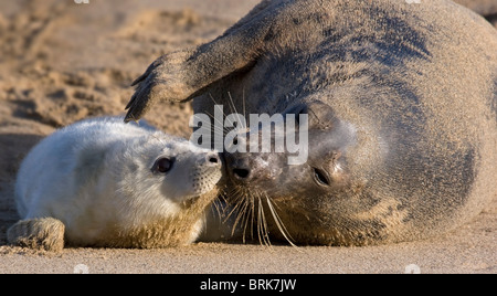 Bébé Phoque gris et mère, (Halichoerus grypus) Banque D'Images