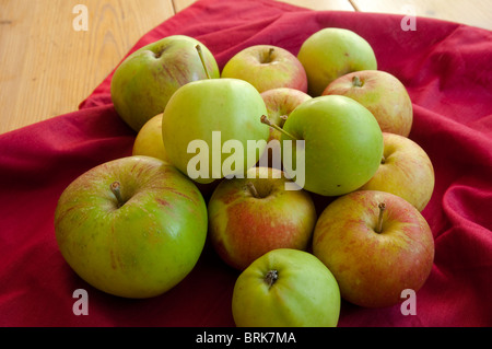 Fruits d'automne - pommes Bramley, Cox's Orange Pippin et manger des pommes vertes - fraîchement cueilli du jardin. UK Banque D'Images