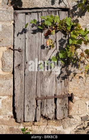 La vigne raisin à travers la porte en bois d'une grange en pierre française, Limoges, France. Banque D'Images