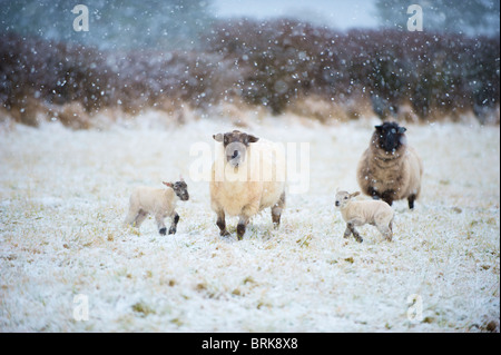 Moutons et agneaux dans un champ couvert de neige dans l'ouest de l'Irlande Banque D'Images