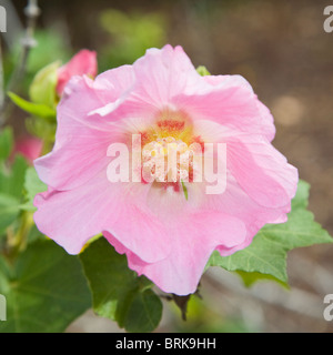 Hibiscus syriacus ; la rose de Sharon ou arbuste althea Banque D'Images