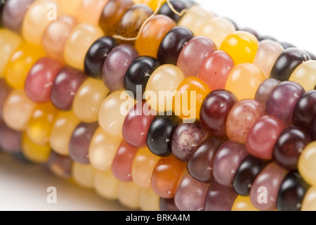 Indian corn close up shot Banque D'Images