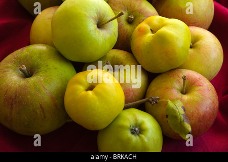 Fruits d'automne - Coing, pommes Bramley, Coxes Orange Pippins et manger des pommes vertes - produits frais du jardin. UK Banque D'Images