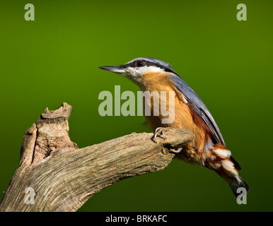 Une Sittelle, Sitta europaea, perché sur une branche de chêne en jardin dans le Bedfordshire en Angleterre. Banque D'Images