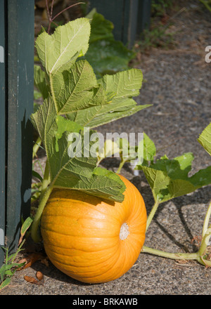 Une citrouille dans un jardin urbain se développe à l'extérieur de la clôture sur le trottoir. Banque D'Images