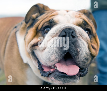 Brittish Bull Dog Banque D'Images