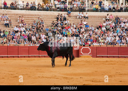 Bull bull fighting purge en scène dans Sevilla, Espagne Banque D'Images