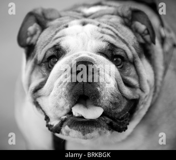 Brittish Bull Dog Banque D'Images