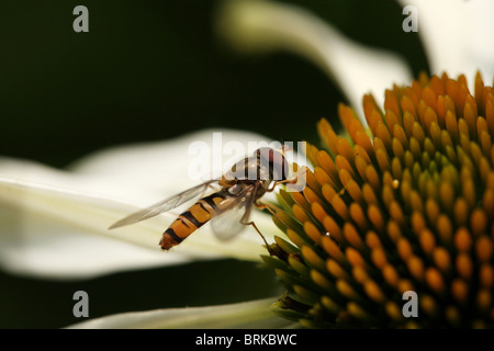 Macro d'une Hover Fly (Volucella bombylans) on a white Echinacea purpurea Échinacée Banque D'Images