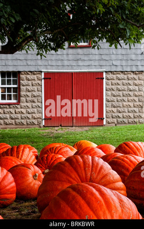 Grand arbre près de citrouilles sur rural farm près de la vieille grange rustique Banque D'Images