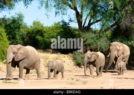 Adapté du Désert éléphants (Loxodonta africana), se déplaçant le long du lit de la rivière Huab sèche dans le Damaraland, Namibie. Banque D'Images