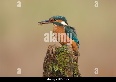 Martin-pêcheur d'Europe Alcedo atthis sur post moussus avec crabe Carcinus maenas en bec Banque D'Images