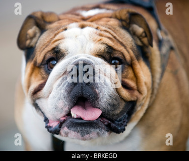 Brittish Bull Dog Banque D'Images