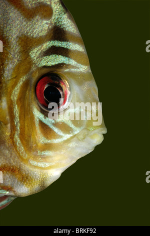 Close-up, vue sous-marine d'un bleu coloré poisson discus (Symphysodon aequifasciata) Banque D'Images