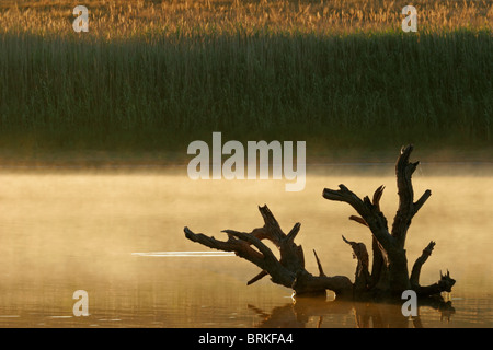 Brume sur l'eau, tôt le matin Banque D'Images