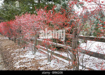 Paysage d'hiver avec aubépines plantés le long de la clôture Banque D'Images