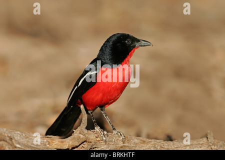 Crimson colorés-breasted shrike (Laniarius atrococcineus), Kgalagadi Transfrontier Park, Afrique du Sud Banque D'Images