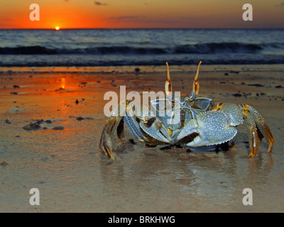 Le crabe fantôme (Ocypode sp.) sur la plage au coucher du soleil, le Mozambique, l'Afrique du Sud Banque D'Images