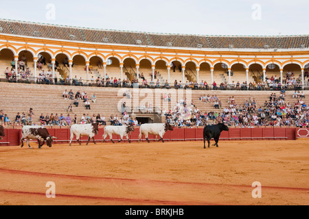 Entrer les vaches arena de bull fighting scène dans Sevilla, Espagne Banque D'Images