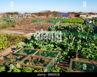 Légumes frais de plus en plus tendance spécial jardins sur une journée ensoleillée d'automne Banque D'Images