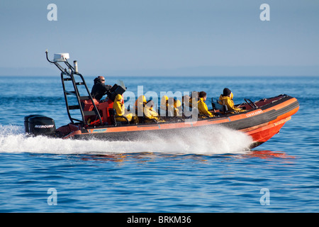 Bateau d'observation des baleines à orques à Juan de Fuca Strait-Victoria, British Columbia, Canada. Banque D'Images