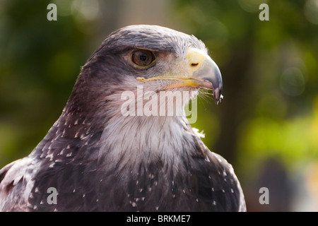 Oiseaux de proie - Black Eagle Buzzard Geranoaetus melanoleucus torse nu - tête portrait libre Banque D'Images