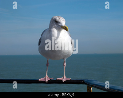 Une mouette les chapes d'un tour sur la main courante d'un ferry transmanche Banque D'Images