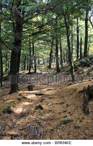 Une ligne d'arbres matures pathways dans le parc de la Gatineau près d'Ottawa, Banque D'Images