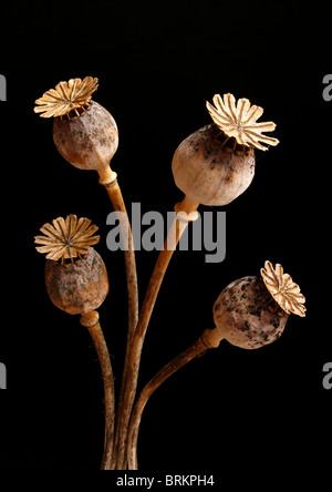 L'Arrangement de quatre anciens chefs de pavot Graines séchées avec des taches de moisissure sur un fond noir foncé Banque D'Images