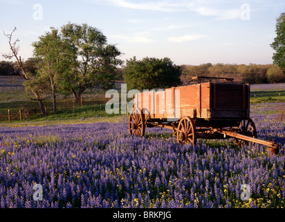 Montagne près de Austin au Texas, avec Wagon dans domaine de Blue Bonnets Banque D'Images