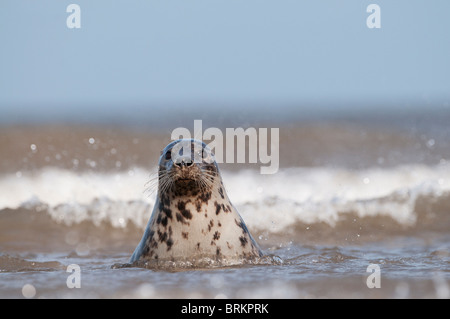 Phoque gris Halichoerus grypus femelle en novembre Norfolk surf Banque D'Images