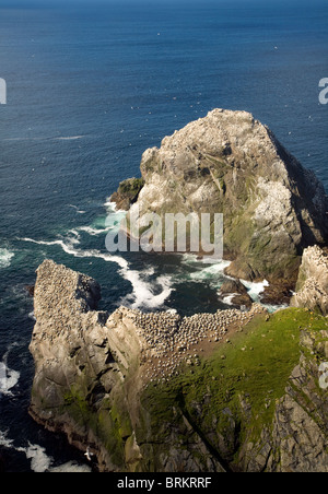 Fou de Bassan colonie sur les piles de la mer,Hermaness, Unst, Shetland Islands Banque D'Images