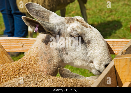 Gros plan sur le mouton Bluefaced Leicester au Rosedale Agricultural Show en été North Yorkshire Angleterre Royaume-Uni GB Grande-Bretagne Banque D'Images