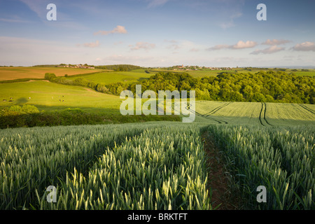 Champ de cultures d'été en milieu rural à la Mid Devon vers le village de Morchard évêque, Devon, Angleterre. En été (juin) 2010. Banque D'Images