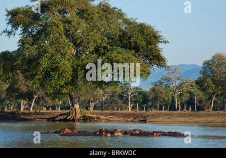 Un groupe d'hippopotames dans piscines à Mana Pools vue contre une Feidherbia fabricants Banque D'Images