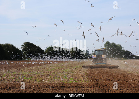 La Goélands argentés (Larus ridibundus) en plumage d'hiver après le tracteur à l'aide de disques et rouleaux. Chichester Plaine, septembre. Banque D'Images