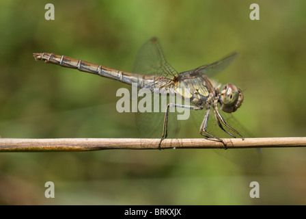 Les femelles Sympetrum striolatum (dard) Banque D'Images